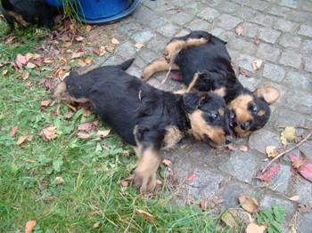chiots_5semaines_gamins_2.JPG