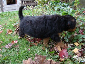 chiots_5semaines_gamins_3.JPG