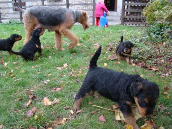 chiots_5semaines_gamins_4.JPG