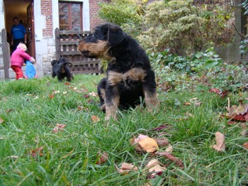 chiots_5semaines_gamins_5.JPG