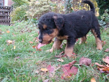 chiots_5semaines_gamins_6.JPG