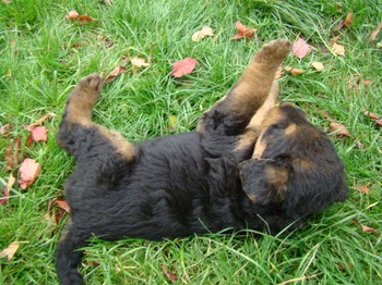 chiots_5semaines_gamins_7.JPG