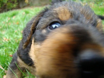 chiots_5semaines_gamins_8.JPG