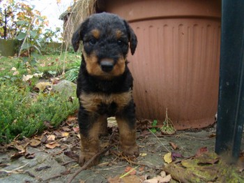 chiots_5semaines_gamins_9.JPG