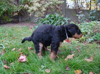chiots_5semaines_kimby_1