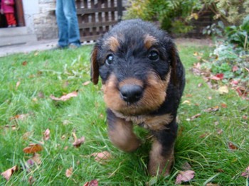 chiots_5semaines_kimby_2.JPG