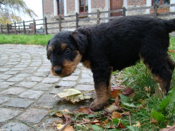 chiots_5semaines_kimby_4.JPG
