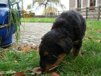 chiots_5semaines_kimby_5.JPG