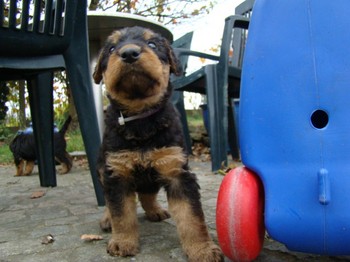 chiots_5semaines_kimby_6.JPG
