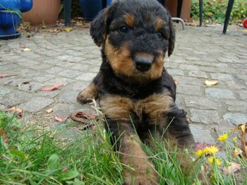 chiots_5semaines_les8_1.JPG