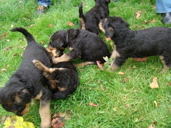chiots_5semaines_les8_10.JPG