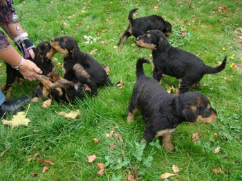 chiots_5semaines_les8_11.JPG