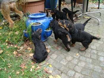 chiots_5semaines_les8_12.JPG
