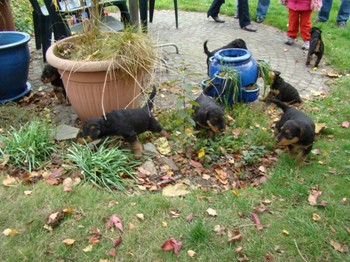 chiots_5semaines_les8_13.JPG