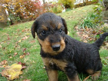 chiots_5semaines_les8_14.JPG