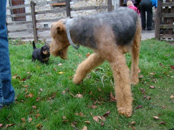 chiots_5semaines_les8_15.JPG