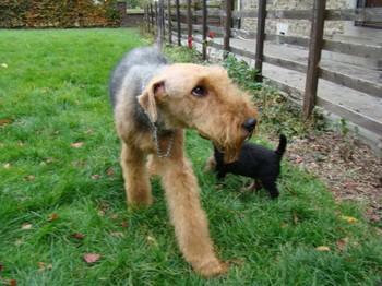 chiots_5semaines_les8_16.JPG