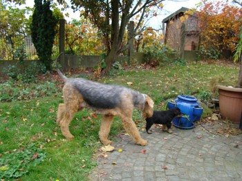 chiots_5semaines_les8_17.JPG