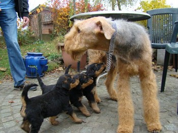 chiots_5semaines_les8_18.JPG