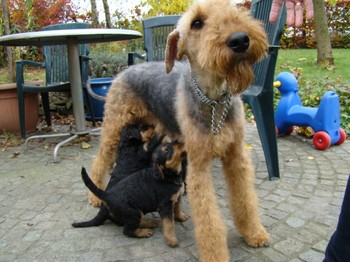 chiots_5semaines_les8_19.JPG