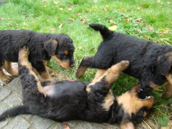 chiots_5semaines_les8_2.JPG