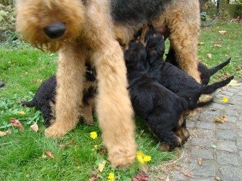 chiots_5semaines_les8_20.JPG