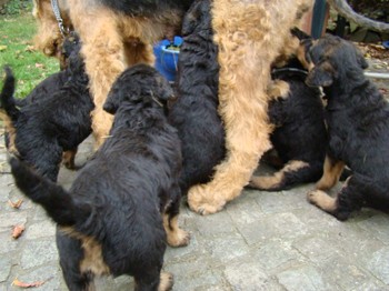 chiots_5semaines_les8_21.JPG