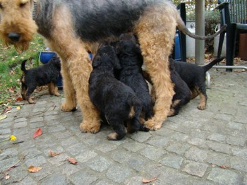 chiots_5semaines_les8_22.JPG