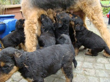 chiots_5semaines_les8_23.JPG