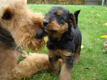 chiots_5semaines_les8_24.JPG