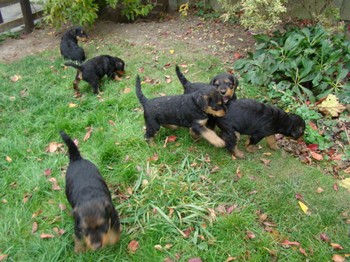 chiots_5semaines_les8_3.JPG