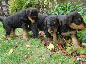 chiots_5semaines_les8_4.JPG