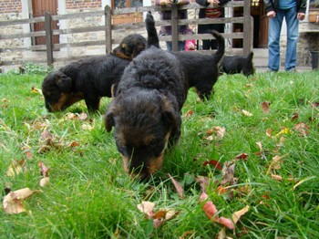 chiots_5semaines_les8_5.JPG
