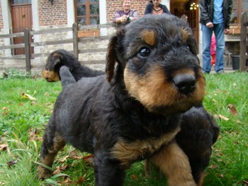 chiots_5semaines_les8_6.JPG
