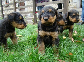 chiots_5semaines_les8_7.JPG