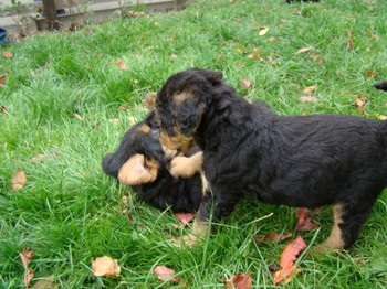 chiots_5semaines_les8_8.JPG