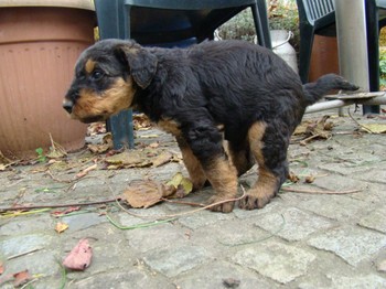 chiots_5semaines_les8_9.JPG