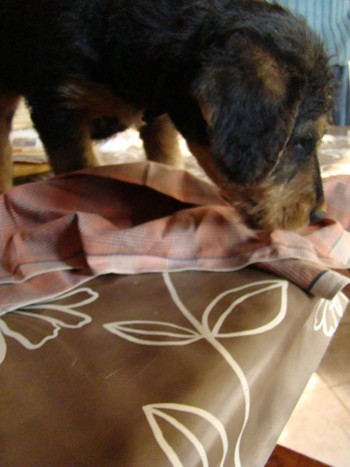chiots_6semaines_claudine_1