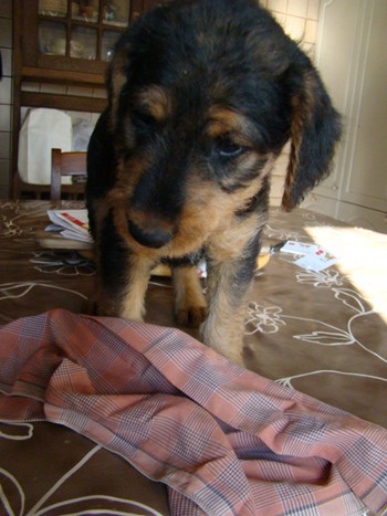 chiots_6semaines_claudine_2.JPG