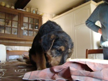 chiots_6semaines_claudine_3.JPG