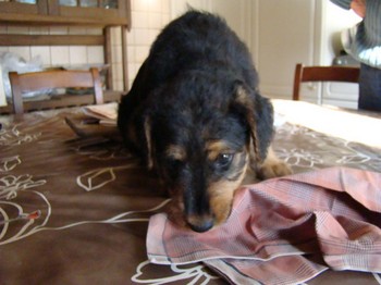chiots_6semaines_claudine_4.JPG
