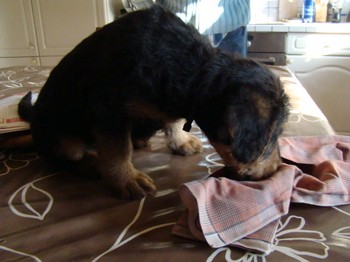 chiots_6semaines_claudine_5.JPG