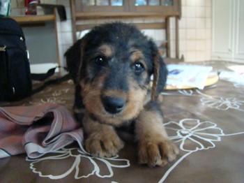 chiots_6semaines_claudine_6.JPG