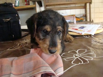 chiots_6semaines_claudine_7.JPG
