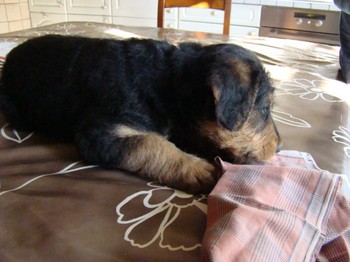 chiots_6semaines_claudine_8.JPG