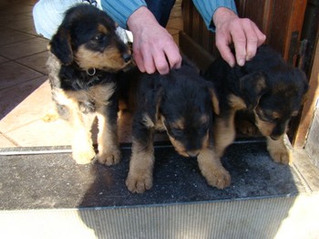 chiots_6semaines_fifilles_1