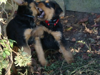 chiots_6semaines_fifilles_10.JPG