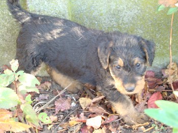 chiots_6semaines_fifilles_11.JPG