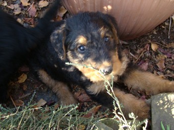 chiots_6semaines_fifilles_12.JPG