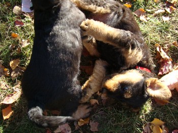 chiots_6semaines_fifilles_13.JPG